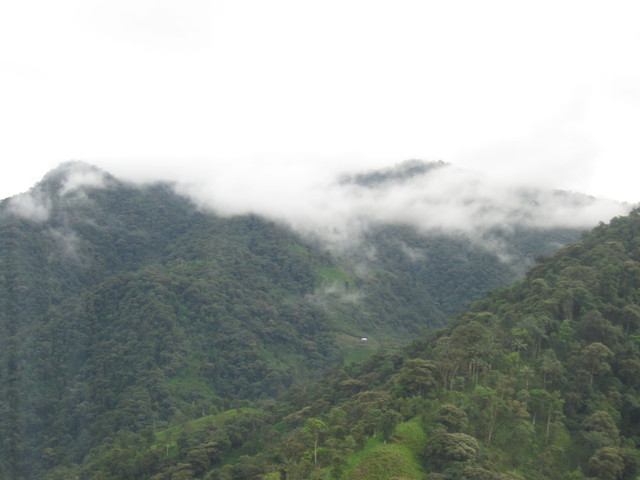 Bellavista Bosque de Nubes
