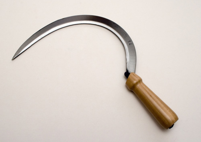 Medicine and Entomology