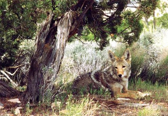 Coyote Does His Work