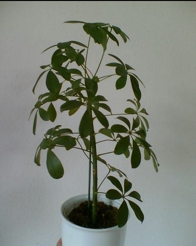 Növényeket fogadunk örökbe