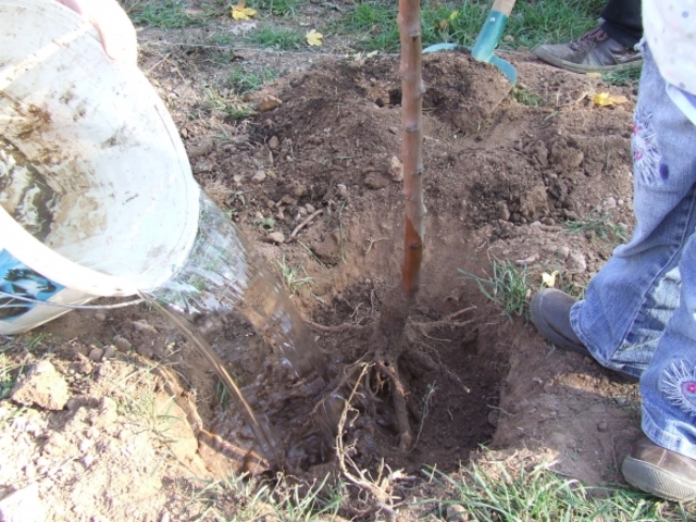 Faültetés - Káptalanfüred