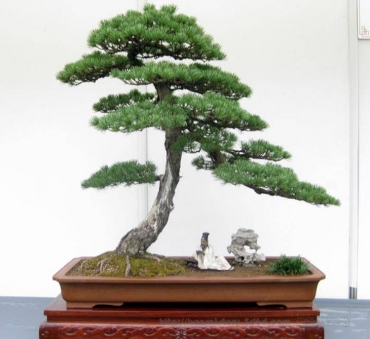 Clínica de Bonsai