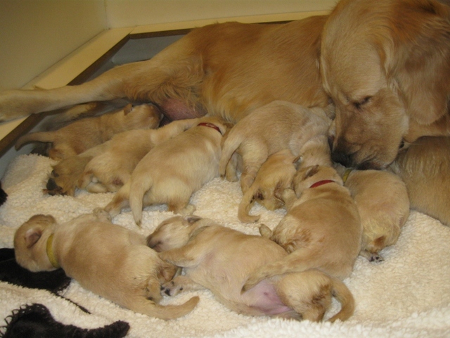 Puppies Born
