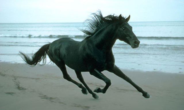 Black Beauty banned in Apartheid South Africa