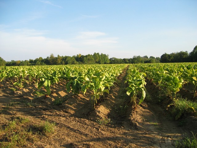 Tobacco in the Colonies Continued