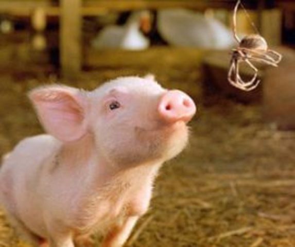 Wilbur Meets Charlotte