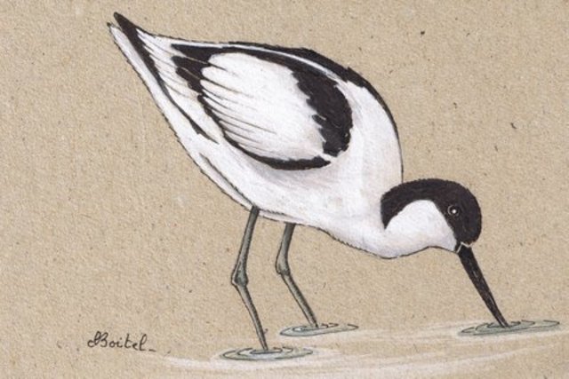 Exposition Sophie Boitel - Aquarelliste animalière