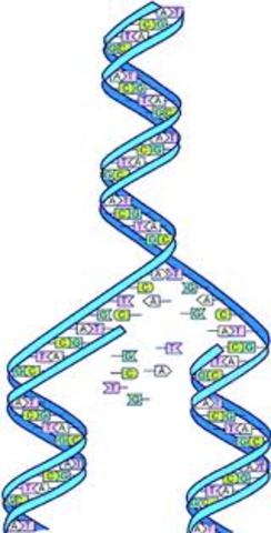 Human Genome Project Completed