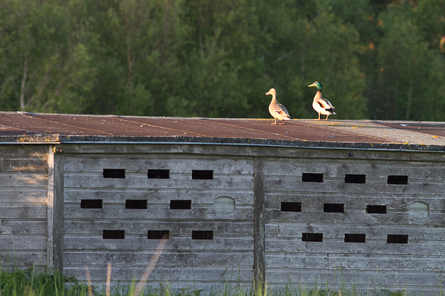 Conférence / Débat "40 ans de suivis ornithologiques"