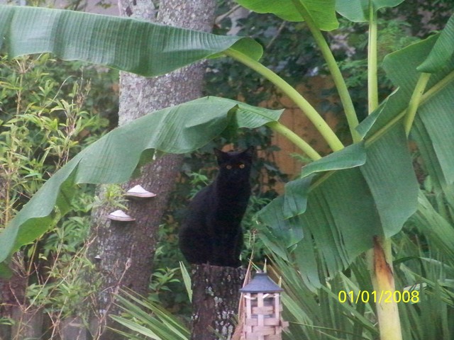 MY CAT LUPITA ALMOST KILS HER SELF