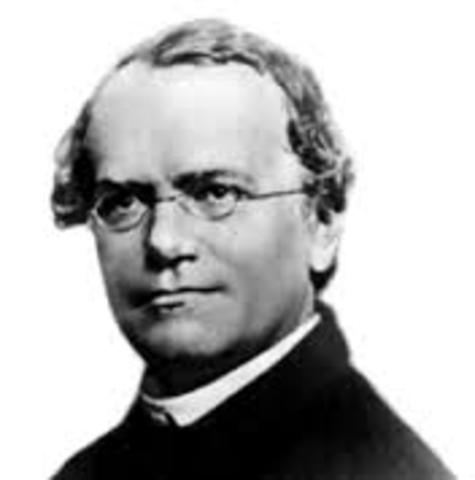 Mendel Born