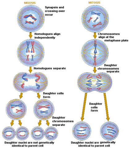 Mitosis and Meiosis