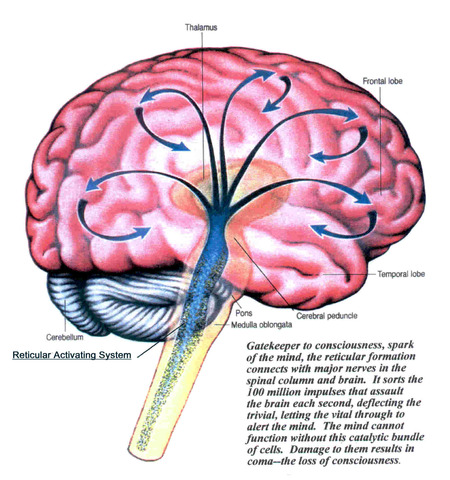 The Midbrain
