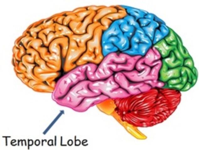 The Temporal Lobe