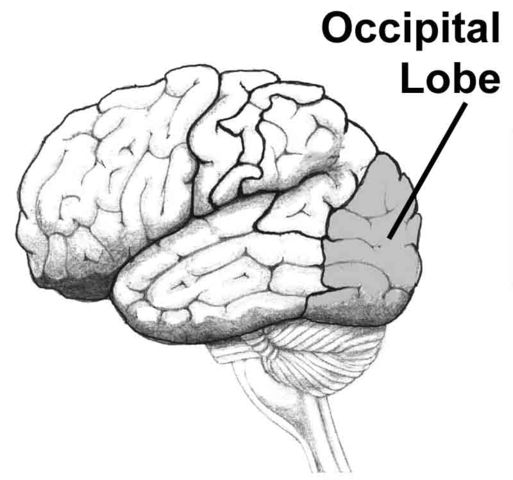 The Occipital Lobe