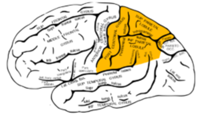 The Parietal Lobe