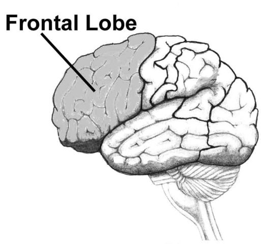 The Frontal Lobe