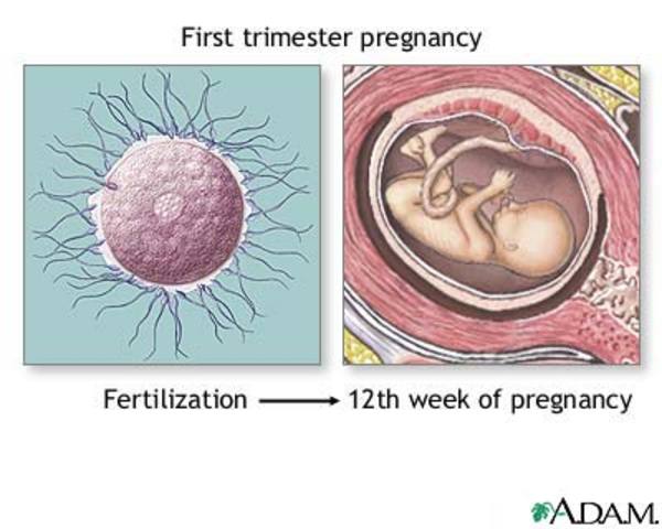 First Trimester