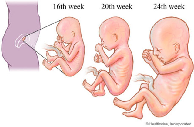 2nd Trimester