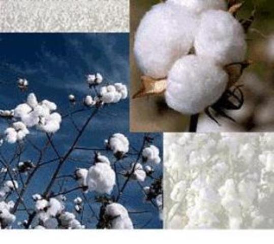 First All-cotton Textiles