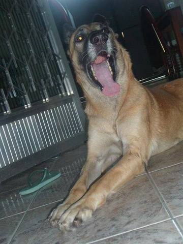 Safira entra pra família