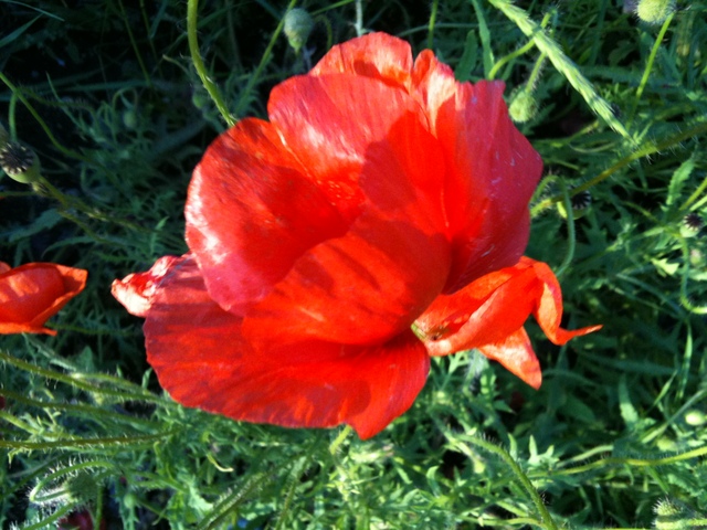 Dario Fo får Nobelprisen