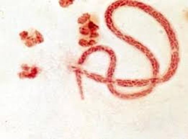 Discovery of Microfilariae