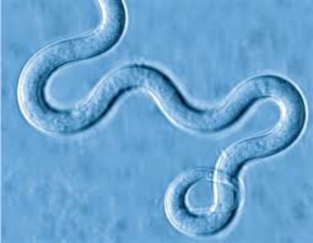 Discovery of Adult worm