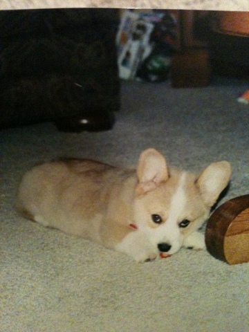 Got my first dog- Psychosocial