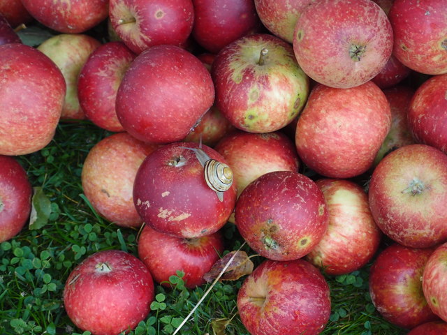 Æblefestival på Tuse Næs