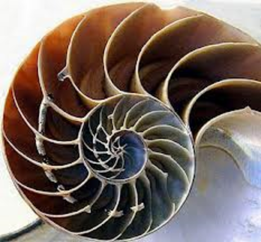 The Chambered Nautilus