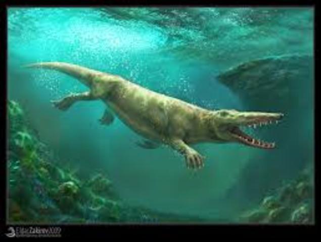 Ambulocetus: 50 million years ago