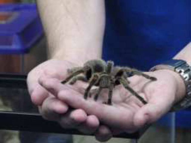 UF Immersion into STEM Experience