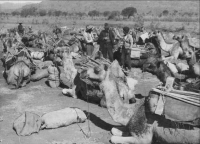 Afgahns (Camaleers) arrive