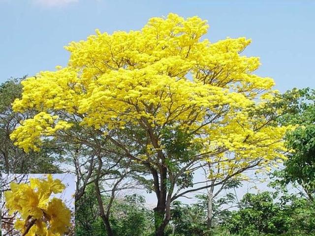SIEMBRA DEL PRIMER ARBO,SIMBOLICO
