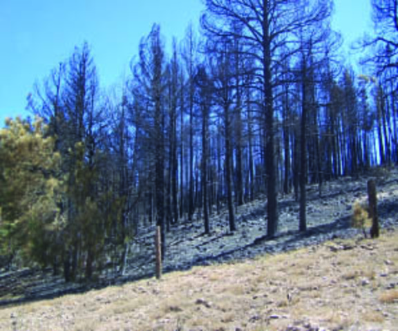 Rio Fire (Maricopa County)