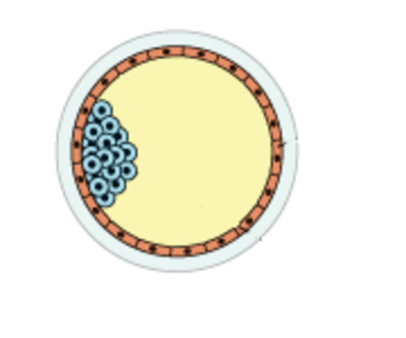The blastocyst