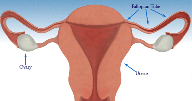 Arrival at the uterus