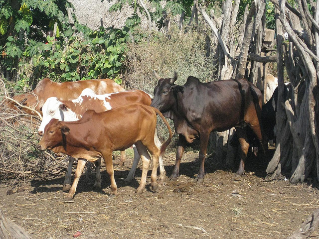 Wealth was measured in cattle