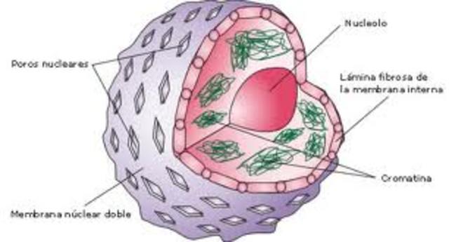estructura del nucleo