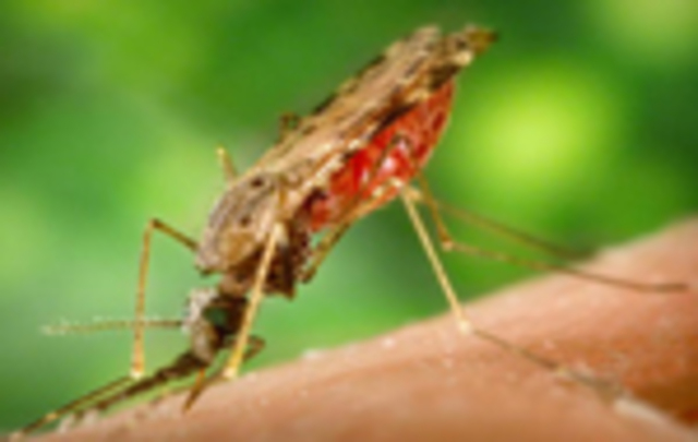 Descubrimiento del ciclo de vida del parásito de la Malaria