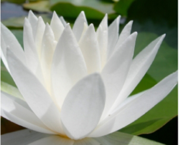 Encounter Lotus Eaters