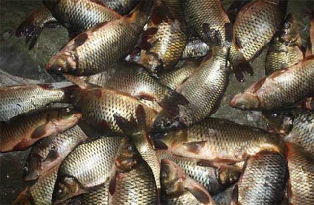 Fish harvest decreased by 75%