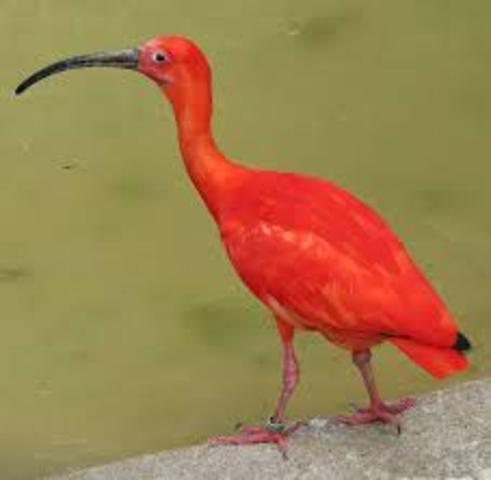 Scarlet Ibis Down