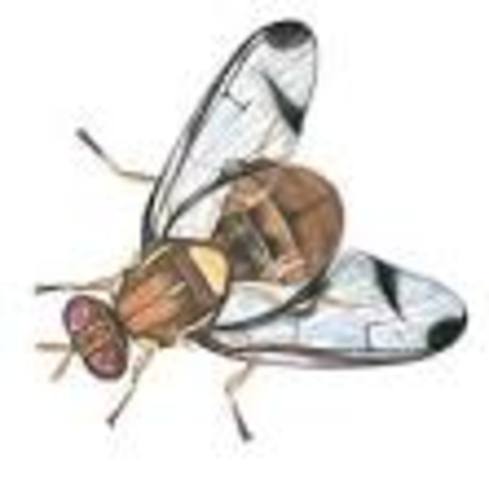 first animals were sent into space