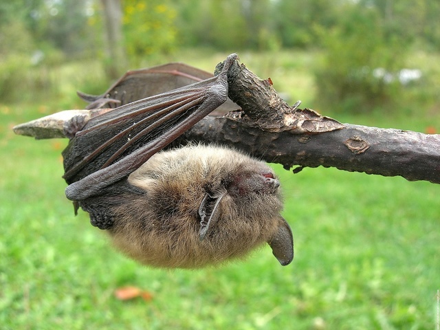 La nuit de la chauve-souris