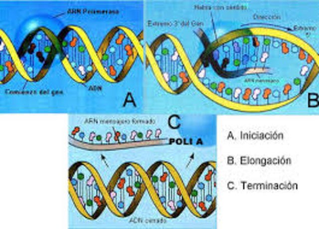 se descubren las enzimas de transcripción, lo que permite a los científicos cortar y pegar fragmentos de ADN