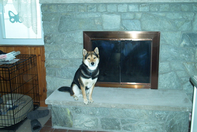 We got our 2nd dog Toby