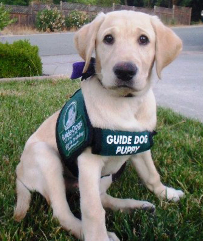 Guide Dogs