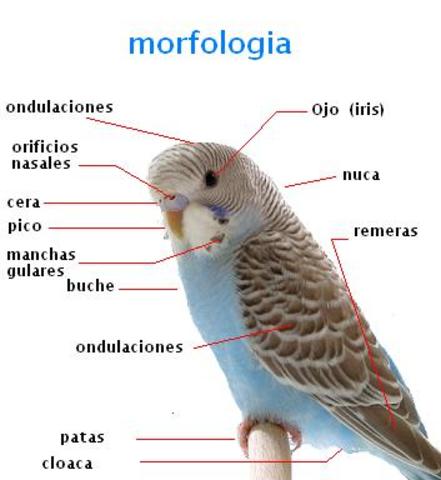 la morfologia